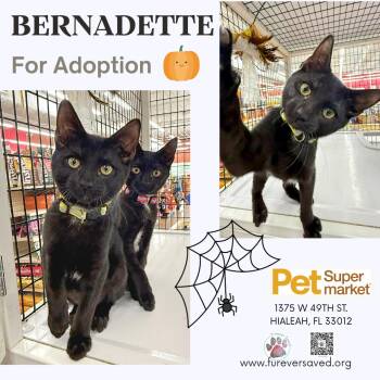 Bernadette -  Domestic Short Hair Cat for Adoption in Miami, Florida - Bernadette | PetCurious