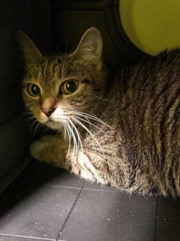 Domestic Short Hair Cats Available for Adoption in Daytona Beach, Florida - Mrs. Kitty | PetCurious