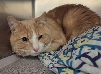 BENJI -  Domestic Short Hair Cat for Adoption in Hagerstown, Maryland - BENJI | PetCurious