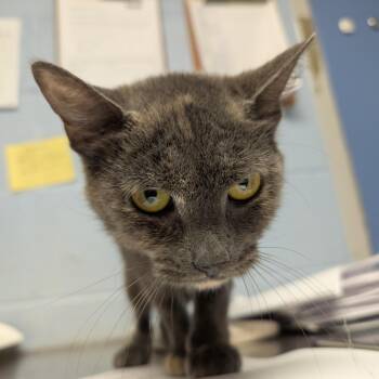 Cacophony -  Domestic Short Hair Cat for Adoption in Dekalb, Illinois - Cacophony | PetCurious