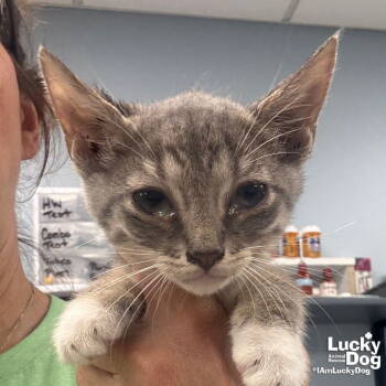 Rescue Domestic Short Hair and Tabby Cats for Adoption in Washington, District Of Columbia - Spooky Sam | PetCurious