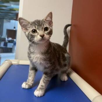 Quesa (SGN) -  Domestic Short Hair Cat for Adoption in Janesville, Wisconsin - Quesa (SGN) | PetCurious