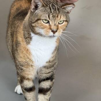 Tippy -  American Shorthair Cat for Adoption in Yonkers, New York - Tippy | PetCurious
