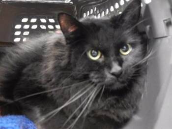 Domestic Long Hair Cats Available for Adoption in Omaha, Nebraska - SHIMMER | PetCurious