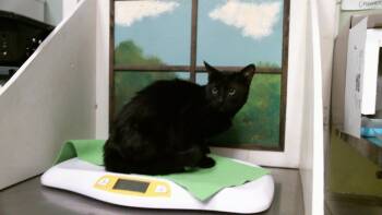BOOTS -  Domestic Short Hair Cat for Adoption in Houston, Texas - BOOTS | PetCurious