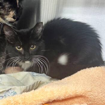 Cinnamon -  Domestic Short Hair Cat for Adoption in Hailey, Idaho - Cinnamon | PetCurious