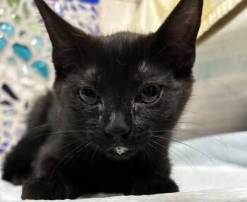 Domestic Medium Hair Cats Available for Adoption in Pensacola, Florida - MIAMI | PetCurious