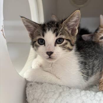 Moscato -  Domestic Short Hair Cat for Adoption in Riverside, California - Moscato | PetCurious