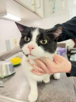 Waldo -  Domestic Short Hair Cat for Adoption in South Bend, Indiana - Waldo | PetCurious