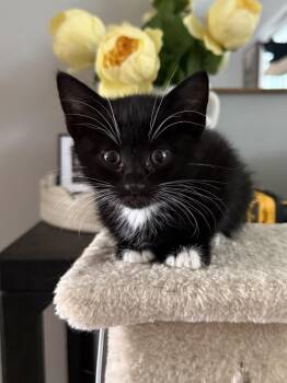 Frog aka Pascal -  Domestic Short Hair Cat for Adoption in Ferndale, Michigan - Frog Aka Pascal | PetCurious