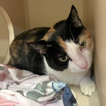 Domestic Short Hair Cats Available for Adoption - Honey | PetCurious