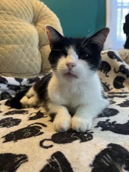Rescue Domestic Short Hair Cats for Adoption in Glen Raven, North Carolina - LOUIE - ANGELO | PetCurious