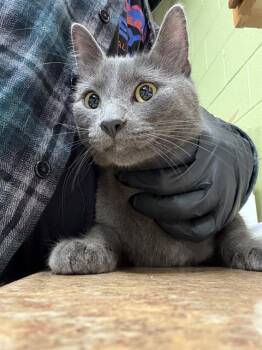 Rescue Domestic Medium Hair Cats for Adoption in Indianapolis, Indiana - KITTY | PetCurious