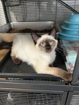 Rescue Domestic Short Hair Cats for Adoption in Davis, California - Ellie | PetCurious