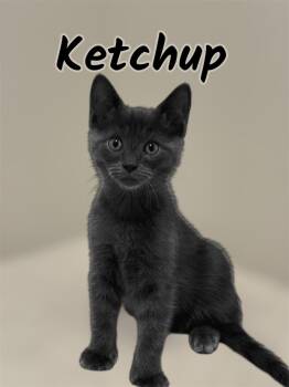 Ketchup -  Domestic Medium Hair Cat for Adoption in Auburn, California - Ketchup | PetCurious