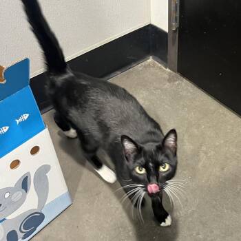 Edmond -  Domestic Short Hair Cat for Adoption in Tampa, Florida - Edmond | PetCurious