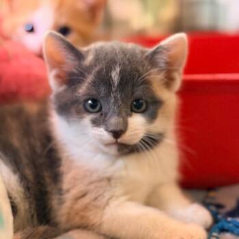Marcie -  Domestic Short Hair Cat Available for Adoption in Aldie, Virginia - Marcie | PetCurious