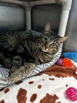 Googly Moogly -  Domestic Short Hair Cat for Adoption in Spruce Pine, North Carolina - Googly Moogly | PetCurious