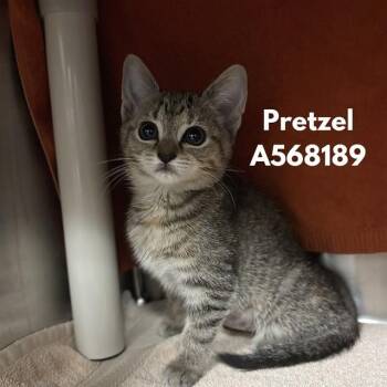 PRETZEL -  Domestic Short Hair Cat for Adoption - PRETZEL | PetCurious