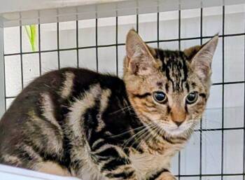 Ronald -  Domestic Short Hair Cat for Adoption in St. Augustine, Florida - Ronald | PetCurious