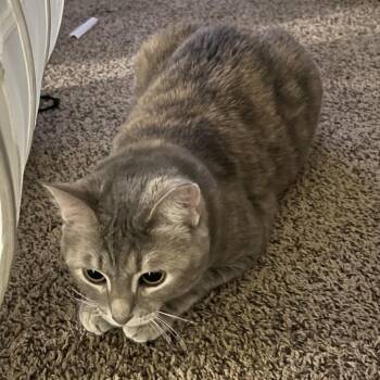 Lizzy -  Domestic Short Hair and Mixed Breed Cat for Adoption in Indianapolis, Indiana - Lizzy | PetCurious