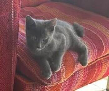 Stan -  Domestic Short Hair Cat for Adoption in Sidney, British Columbia - Stan | PetCurious
