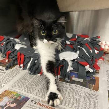 Moo Moo -  Domestic Short Hair Cat for Adoption in Pittsburgh, Pennsylvania - Moo Moo | PetCurious