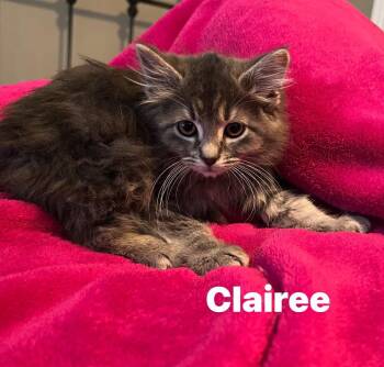 Clairee -  Domestic Medium Hair and Tabby Cat for Adoption in Murfreesboro, Tennessee - Clairee | PetCurious