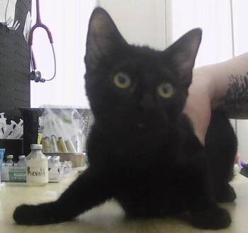 Domestic Short Hair Cats Available for Adoption in Dayton, Minnesota - Prue | PetCurious