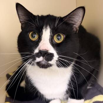 Ford Mustachio - Coming Soon! -  Domestic Short Hair Cat for Adoption in Naperville, Illinois - Ford Mustachio - Coming Soon! | PetCurious