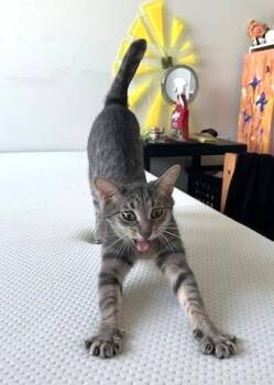 Rescue Domestic Short Hair Cats for Adoption in Chicago, Illinois - Bubbles (& Buttercup) | PetCurious