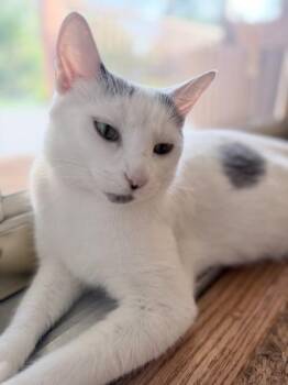 Chanteuse -  Domestic Short Hair Cat for Adoption in Downers Grove, Illinois - Chanteuse | PetCurious