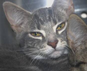 Grillos -  Domestic Short Hair Cat for Adoption in Brunswick, Georgia - Grillos | PetCurious