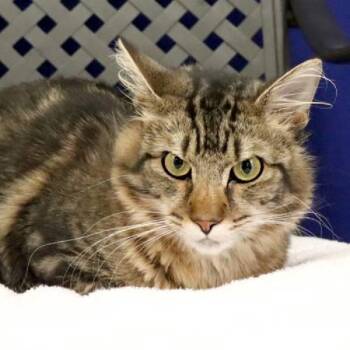 Domestic Long Hair Cats Available for Adoption - Hollis | PetCurious