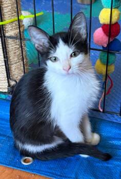 Domestic Short Hair Cats Available for Adoption in San Antonio, Texas - Lucy | PetCurious