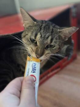 Lemon Meringue -  Domestic Short Hair Cat for Adoption in Westland, Michigan - Lemon Meringue | PetCurious