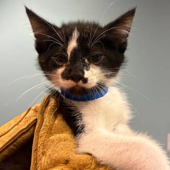 Cayenne -  Domestic Short Hair Cat for Adoption in Chattanooga, Tennessee - Cayenne | PetCurious