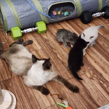 Siamese Cats Available for Adoption in Austin, Texas - Simka | PetCurious