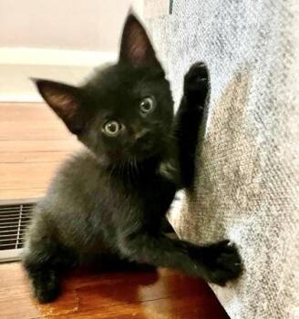 Domestic Short Hair Cats Available for Adoption in Vaughan, Ontario - Jamieson | PetCurious