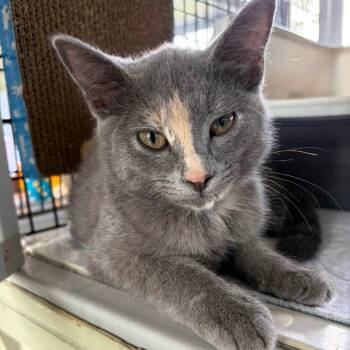 Twister -  American Shorthair Cat for Adoption in Freeport, Florida - Twister | PetCurious