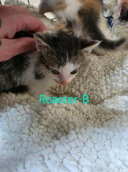 Roaster -  Domestic Short Hair Cat for Adoption in Cloquet, Minnesota - Roaster | PetCurious