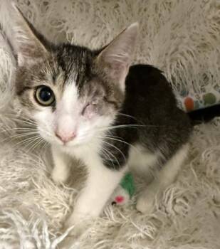 Miles -  Domestic Short Hair Cat for Adoption in Conway, South Carolina - Miles | PetCurious