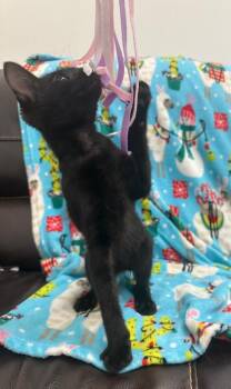 Joe -  Domestic Short Hair Cat for Adoption in Newberg, Oregon - Joe | PetCurious