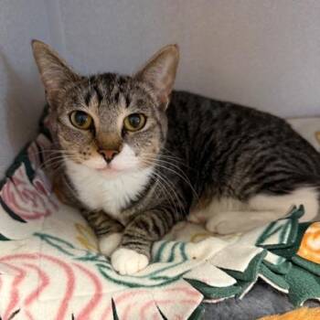Adele -  Domestic Short Hair Cat for Adoption in Washougal, Washington - Adele | PetCurious