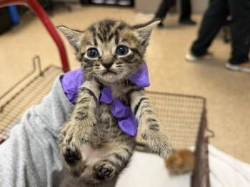 Domestic Short Hair Cats Available for Adoption in Doral, Florida - MAUI | PetCurious