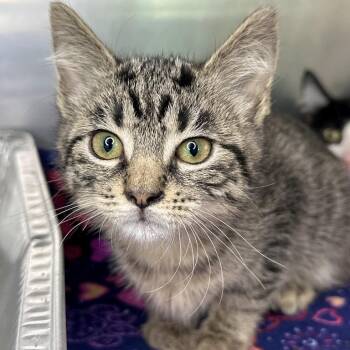 Burberry -  Domestic Short Hair Cat for Adoption in Matteson, Illinois - Burberry | PetCurious