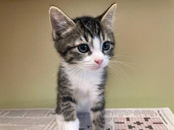PICKLE -  Domestic Short Hair Cat for Adoption in Tustin, California - PICKLE | PetCurious
