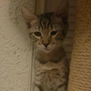Beth -  Domestic Short Hair Cat for Adoption in Kingman, Arizona - Beth | PetCurious