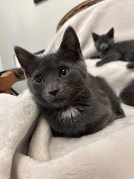 Domestic Short Hair Cats Available for Adoption in Dublin, Ohio - Espy | PetCurious