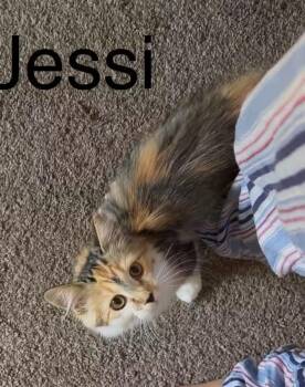Jessi -  Domestic Medium Hair Cat for Adoption in Reno, Nevada - Jessi | PetCurious